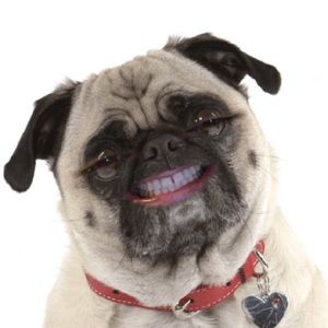 Meet your Posher, Ray